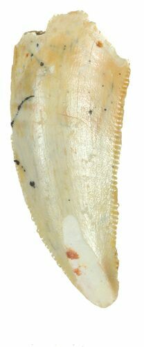 Serrated, Raptor Tooth - Morocco #55790